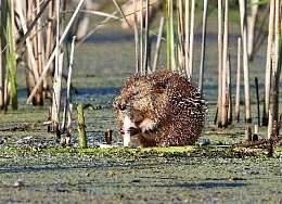Итоги фотоконкурса «Родная природа-2018»